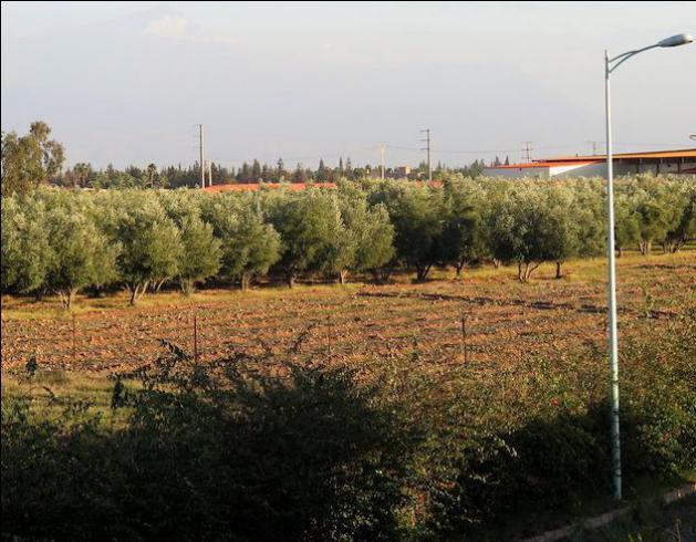 TERRAIN DE 2 HECTARES SUR LA ROUTE OURIKA